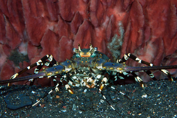 Incredible Underwater World - Ornate Spiny Lobster - Panulirus ornatus (living underneath Xestospongia testudinaria). Diving in Bali.