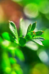 Closeup of young grass on a blurred abstrackt background