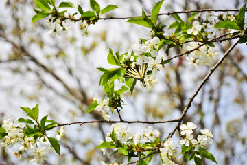 branch of a tree in spring