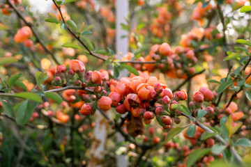 Red bush flowers
