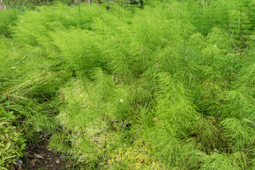 Fototapeta premium Schachtelhalm (Equisetum)