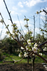 Spring orchard in the sun