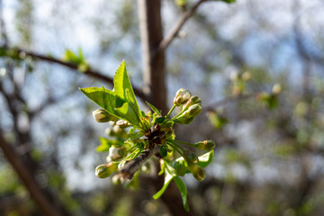 Spring orchard in the sun