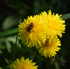 bee on dandelion