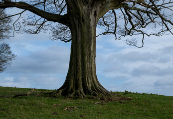 Winter tree trunk in the countryside