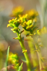 Closeup of young grass on a blurred abstrackt background