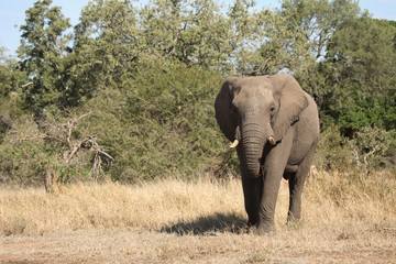 Fototapeta premium Afrikanischer Elefant / African elephant / Loxodonta africana