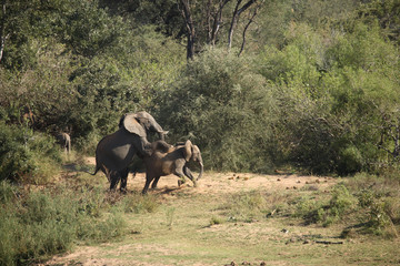 Afrikanischer Elefant / African elephant / Loxodonta africana