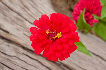 Red zinnia flower beautiful blossom on blur nature background in the garden.