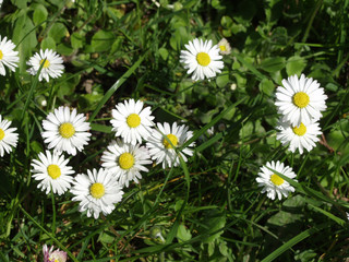 Gänseblümchen