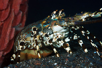 Incredible Underwater World - Ornate Spiny Lobster - Panulirus ornatus (living underneath Xestospongia testudinaria). Diving in Bali.