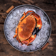 Fresh Cornish Crab on Ice in a pan over a rustic wooden background