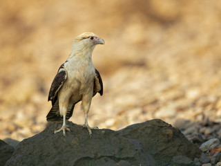 Yellow-headed caracara (Milvago chimachima) is a bird of prey in the family Falconidae. It is found...