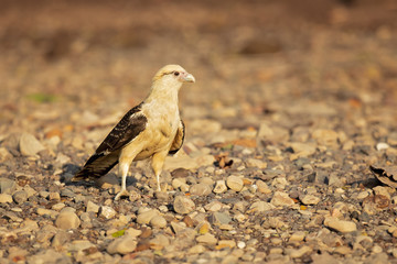 Yellow-headed caracara (Milvago chimachima) is a bird of prey in the family Falconidae. It is found in tropical and subtropical South America and the southern portion of Central America.