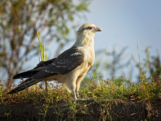 Yellow-headed caracara (Milvago chimachima) is a bird of prey in the family Falconidae. It is found in tropical and subtropical South America and the southern portion of Central America.