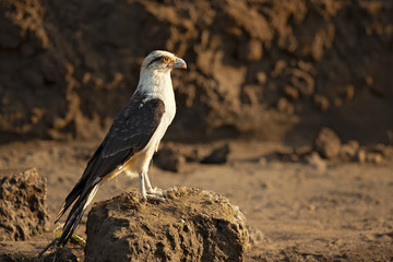 Fototapeta premium Yellow-headed caracara (Milvago chimachima) is a bird of prey in the family Falconidae. It is found in tropical and subtropical South America and the southern portion of Central America.