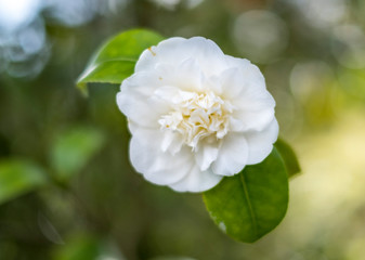 Obraz na płótnie Canvas White Camellia flower