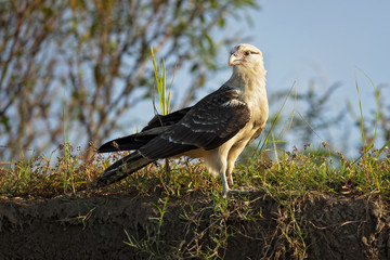 Yellow-headed caracara (Milvago chimachima) is a bird of prey in the family Falconidae. It is found in tropical and subtropical South America and the southern portion of Central America.