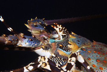 Incredible Underwater World - Ornate Spiny Lobster - Panulirus ornatus (living underneath Xestospongia testudinaria). Diving in Bali.
