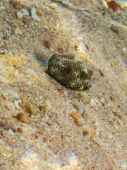 Baby Starry Puffer (Arothron stellatus)