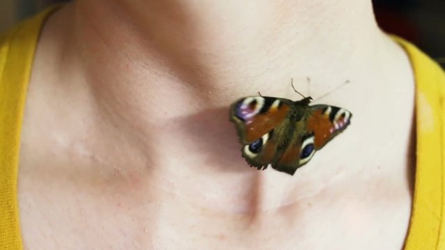A live butterfly climbs up the neck. Collarbone, neck, white skin of a woman close-up. Soft focus, real time