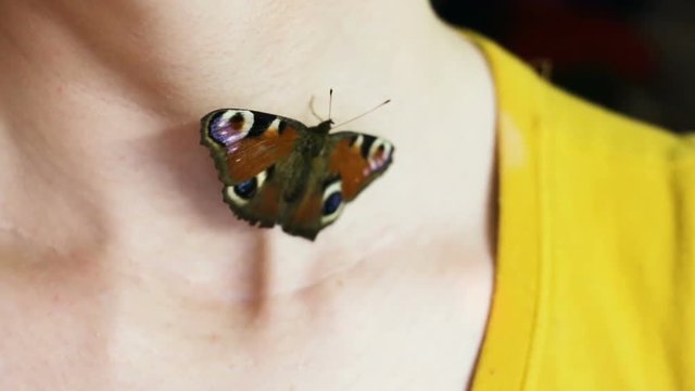 The living butterfly of the day peacock opened its wings and froze.  Close-up of the neck, collarbone, head looking away, shoulders turned to the camera. Real time