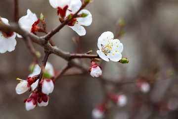 Sakura blossom background.