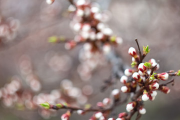 Out of focus blossom background.
