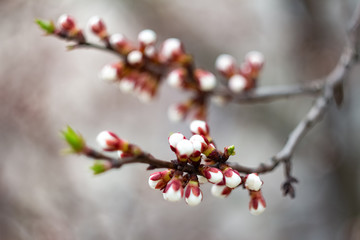 Out of focus blossom background.