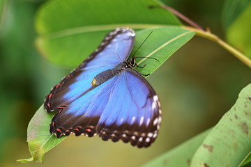Detail of a large exotic butterfly