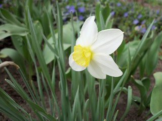 Obraz premium Flower