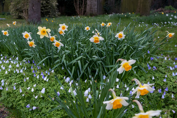 Bank of daffodils in parkland