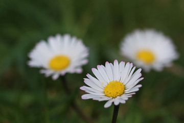 Fototapeta premium trois pâquerettes 