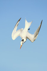 Royal tern (Thalasseus maximus) is a tern in the family Laridae. Taken in Costa Rica