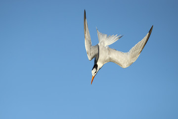Royal tern (Thalasseus maximus) is a tern in the family Laridae. Taken in Costa Rica