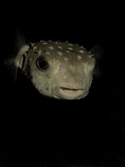 Yellow spotted burrfish. (Cyclithys spilostylus)