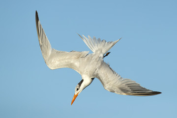 Fototapeta premium Royal tern (Thalasseus maximus) is a tern in the family Laridae. Taken in Costa Rica