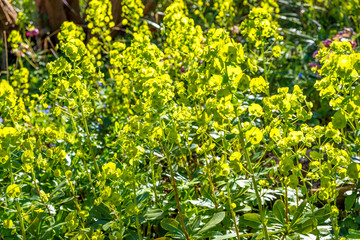 Bright yellow rape seed oil field
