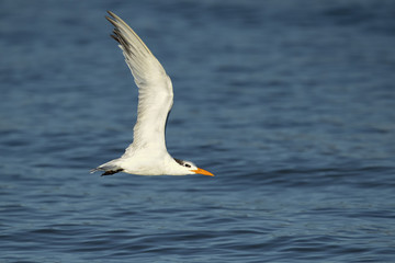Royal tern (Thalasseus maximus) is a tern in the family Laridae. Taken in Costa Rica