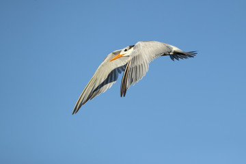 Royal tern (Thalasseus maximus) is a tern in the family Laridae. Taken in Costa Rica
