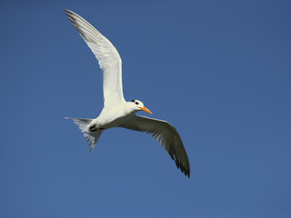 Fototapeta na wymiar Royal tern (Thalasseus maximus) is a tern in the family Laridae. Taken in Costa Rica