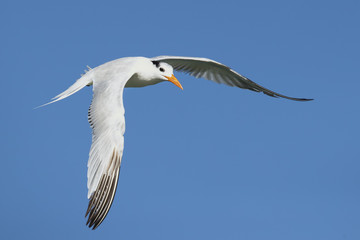Royal tern (Thalasseus maximus) is a tern in the family Laridae. Taken in Costa Rica