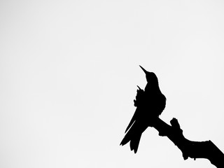 silhouette of a Hummingbird