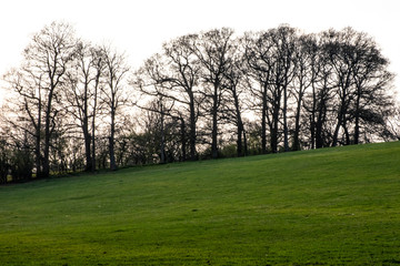 Line of trees, Malvern Worcestershire