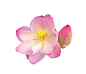 Naklejka na ściany i meble Lotus flower on white background