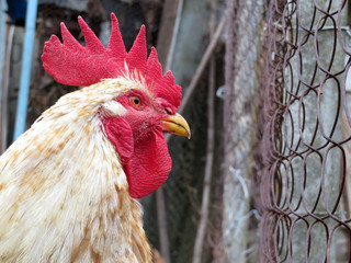 Rooster on the farm looking curiously. Portrait of the colorful cockerel on wire mesh background