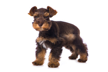 Toy schnauzer dog isolated on white background
