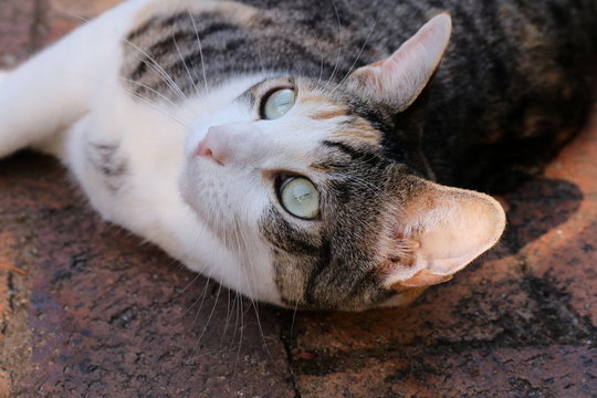 Pretty calico cat staring upwards.