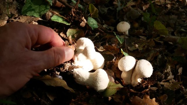 Lycoperdon perlatum, puffball fungus, edible mushroom. Mushrooming, looking for wild fungus. Picking Mushrooms in the woods
