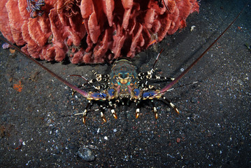 Incredible Underwater World - Ornate Spiny Lobster - Panulirus ornatus (living underneath Xestospongia testudinaria). Diving in Bali.